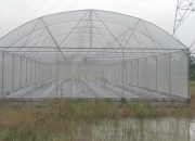 Telan Rp 270 Juta, Program Green House Dusun Wrigin Gresik Bermasalah!