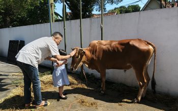 Berbagi, Kantor Pengacara IPHI Berkurban 1 Sapi dan 2 Kambing