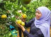 Gubernur Khofifah: Jatim Produsen Jeruk Terbesar Nasional